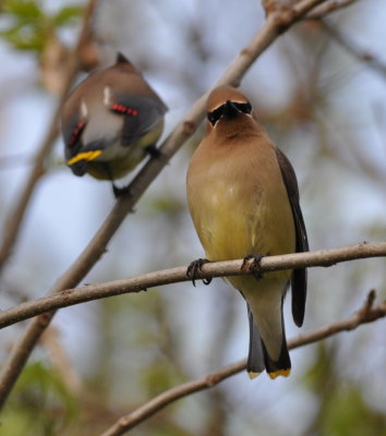 Our first sighting of the morning was a flock of Cedar Waxwings.