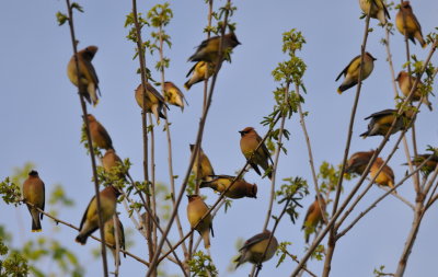 Cedar Waxwings filled the top of a tree on the property.