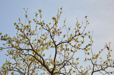 We estimated there were 200 Cedar Waxwings in this flock.