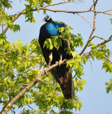 There were also some introduced exotics on the property.