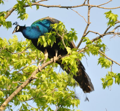 Peacock