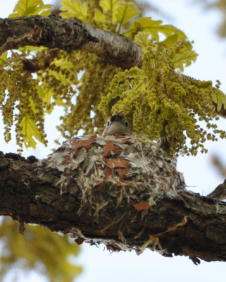 Blue-Gray Gnatcatcher with nest material in its bill