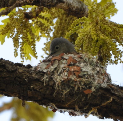 Blue-Gray Gnatcatcher applying material to the outside of its nest
