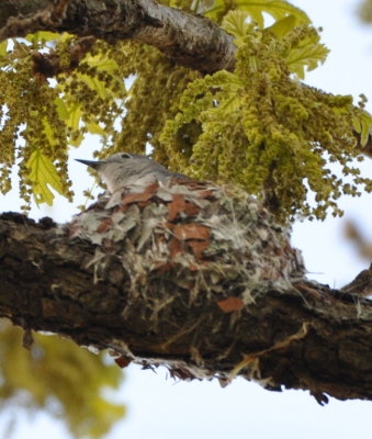 Blue-Gray Gnatcatcher