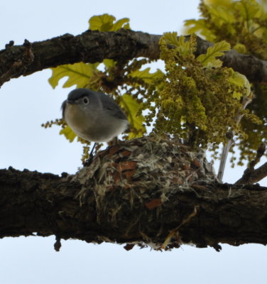 Blue-Gray Gnatcatcher about to go for more nest material