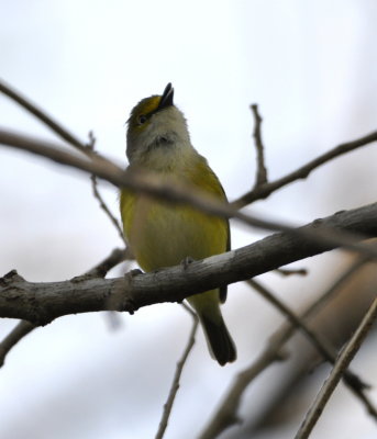 White-eyed Vireo