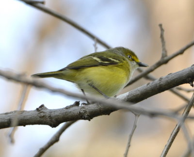 White-eyed Vireo