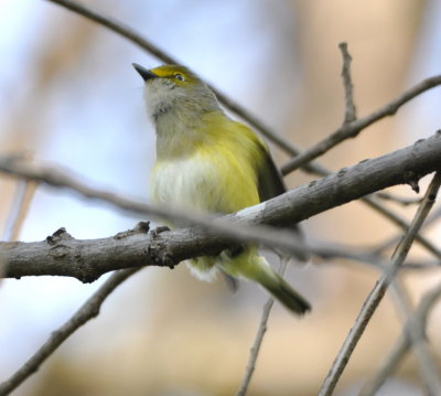 White-eyed Vireo
