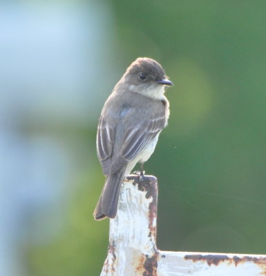 Eastern Phoebe