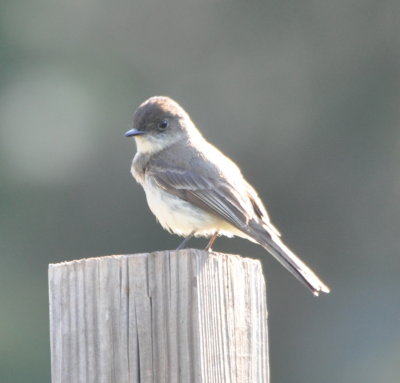 Eastern Phoebe