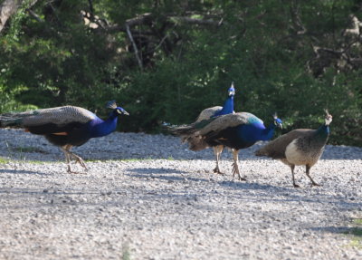 Peafowl on the grounds as we departed