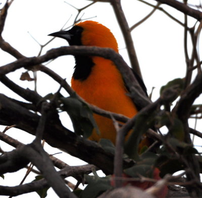 Right across the sandy street from the coffee shop was a bougainvillea bush with this male Hooded Oriole.