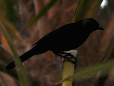 Nearby the oriole was one of our target birds for the day, the Black Catbird, in the shadows.