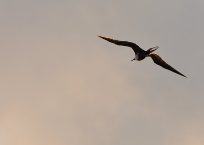 Magnificent Frigatebird
flying at sunrise