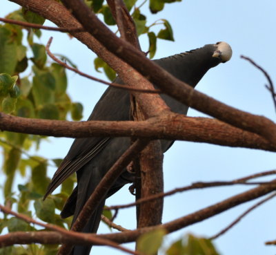 The White-crowned Pigeon seemed to be curious about us too.