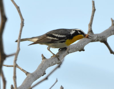 Yellow-throated Warbler with a meal