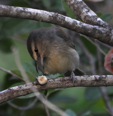 Yucatan Vireo
with a fleshy fruit