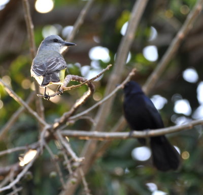 Tropical Kingbird
with Melodious Blackbird in background