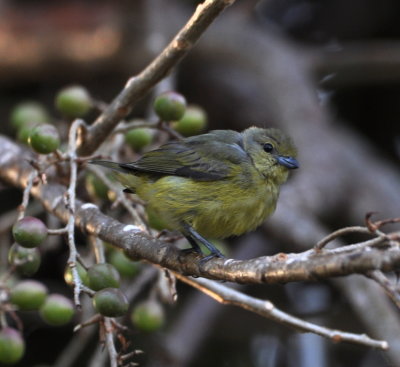 Scrub Euphonia