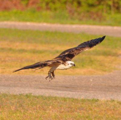 We thought this Osprey was swooping down to capture some prey.