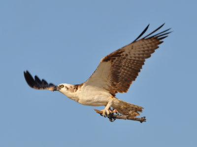Osprey with stick for nest building