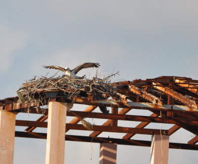 Osprey at the nest