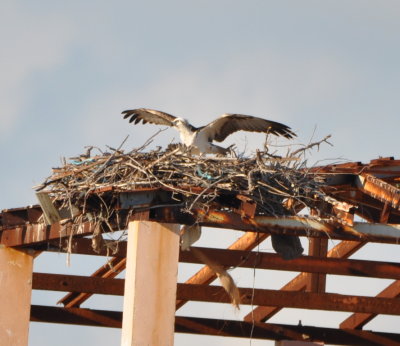 Osprey at the nest