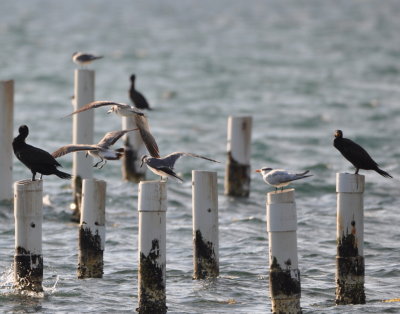 Double-crested Cormorants, Laughing Gulls and a Royal Tern