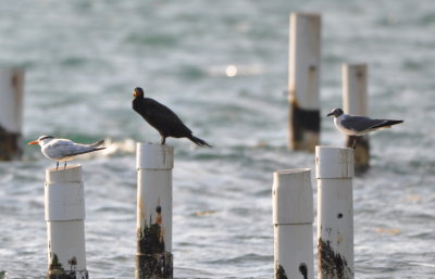 Royal Tern, Double-crested Cormorant and Laughing Gull