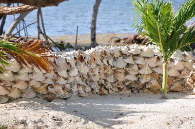 Wall of Conch shells