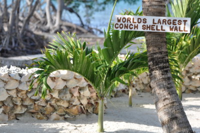 Conch shell wall