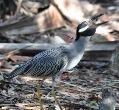 Yellow-crowned Night-Heron
downing a part of a crustacean