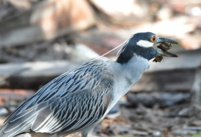 Yellow-crowned Night-Heron
with another bite of crustacean