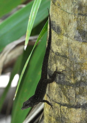 Big-eyed black lizard
