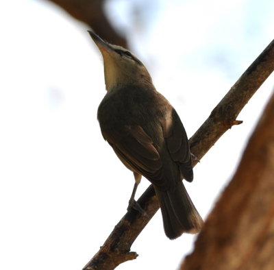 Yucatan Vireo