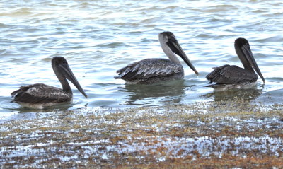 Brown Pelicans along the shore