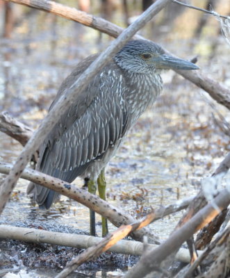 Immature Yellow-crowned Night-Heron