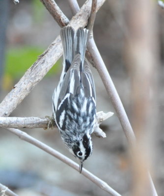 Black and White Warbler