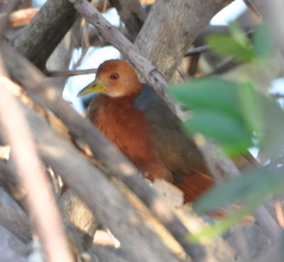 Rufous-necked Wood-Rail
sitting in the mangrove
at the south end of Caye Caulker, Belize