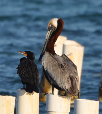 Double-crested Cormorant and Brown Pelican