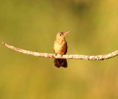 In the morning we only got glimpses of the Cinnamon Hummingbird,
but this afternoon it came out posed for photos.