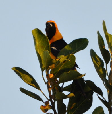 Another male Hooded Oriole came out as we walked back toward our hotel.
