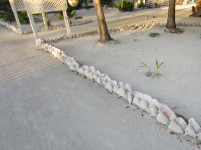 Conch shells were so plentiful they were used to make borders for properties.