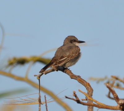 Eric, Kannan and I went out Saturday morning to look
for a few more birds and found the Gray Kingbird.