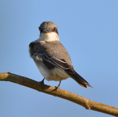 Gray Kingbird
Caye Caulker, Belize, C.A.