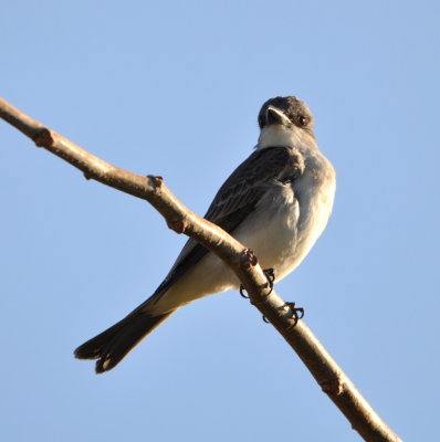 Gray Kingbird