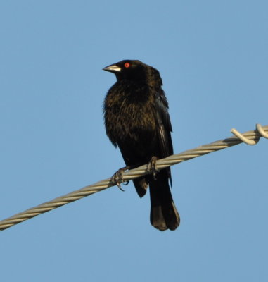 Bronzed Cowbird