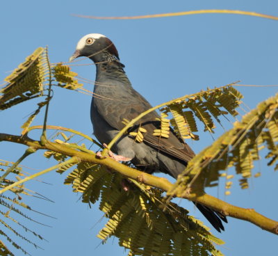 White-crowned Pigeon