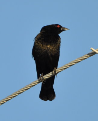 Bronzed Cowbird