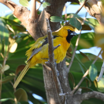 Hooded Oriole